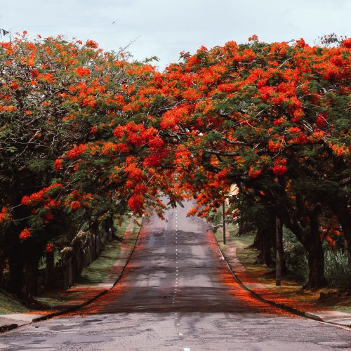 Case Study: Developing a blueprint for an MRV system for the agriculture sector in Fiji